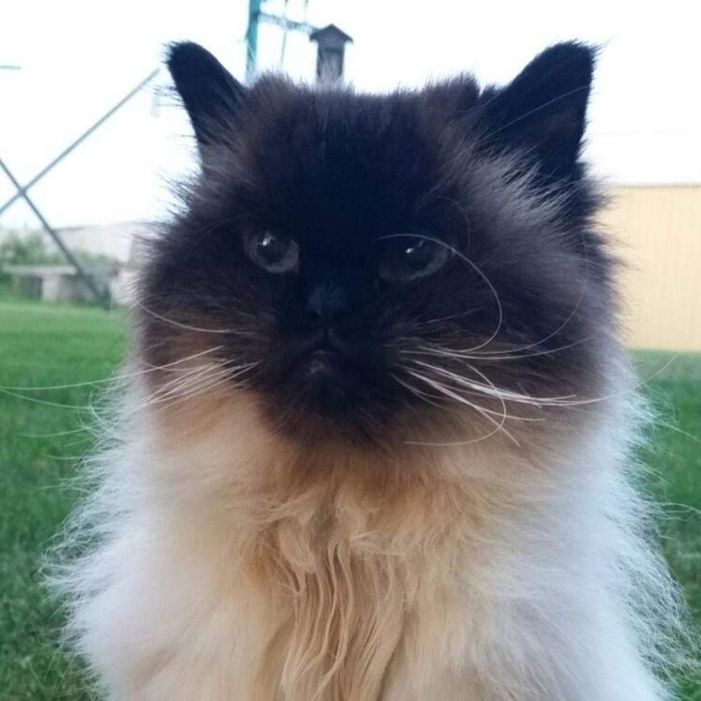 Meet your Posher, Laurie